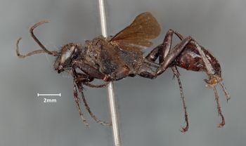 Media type: image;   Entomology 14348 Aspect: habitus lateral view